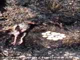 سوختن کپکی در آتش برای دفاع از تخم های داخل لانه اش