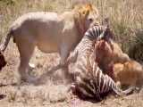 حمله همزمان ده ها شیر به گله گورخرها | شکار گورخر توسط شیرها