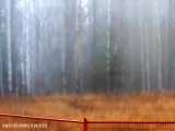 5 Scary Things Caught On Camera  In Real Life - BIGFOOT.webm