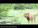 شکارهای شیرها در حیات وحش افریقا
