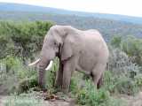 کاربرد خرطوم فیل بزرگ