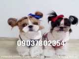 فروش سگ آپارتمانی عروسکی پاکوتاه خانگی لطفا واتساپ پیام دهید 09037802354