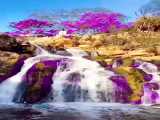 طبیعت زیبا از آبشار و گل‌های بنفش زیبا...