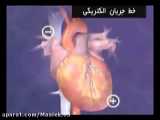 خط جریان الکتریکی قلب