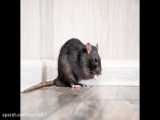 دنیای جالب و شگفت انگیز موش ها را بشناسید