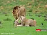 لحظاتی تلخ از زجرکش کردن یک بچه آهو توسط شیرها