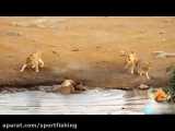 حمله شیرها به کرگدنها و شکست مفتضحانه شیرها در حیا وحش افریقا