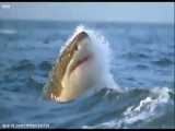 شکار فک دریایی توسط کوسه سفید