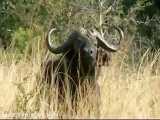 شکار بوفالوی وحشی افریقا