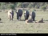 فیلم مستند حمله های شیرهای افریقایی به همه حیوانات با کیفیت hd