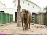 تیمار جالب یک فیل در باغ وحش