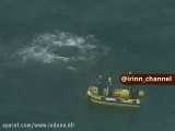 رهاسازی نهنگ گرفتار در تور کوسه گیری - استرالیا