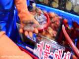 غذاهای خیابانی - کره - بازار غذاهای دریایی