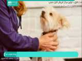 آموزش سگ | تربیت سگ شکاری و خانگی ( جمع کردن و آوردن اشیاء )