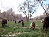 خرید گوسفند زنده روز در تهران و کرج 09195809043