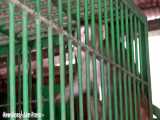 حبس ابد برای میمون الکلی آدمکش در هند