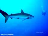 کوسه ابریشمی: Carcharhinus falciformis