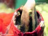 ماهی بلنی دندان‌خنجری متغیر: Petroscirtes variabilis