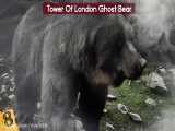Most MYSTERIOUS Animal Ghost Stories!.webm