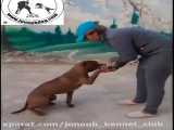 تربیت و آموزش سگ پیتبول