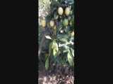 فیلم باردهی درخت لیمو ترش لیسبون 