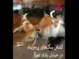 کشتن سگ های بی سرپناه در اهواز / مقصر کیست؟! + فیلم تکاندهنده