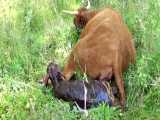 زایمان گاو و تولد گوساله - تولد یک گاو