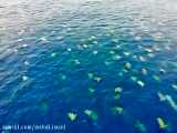 تصویر هوایی از شنا کردن هزاران هزار لاک پشت  در جزیره رین (استرالیا) حرکت آن‌ها