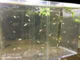 مراحل رشد ماهی گوپی بیگ ایر (دامبو) از لحظه تولد تا بزرگسالی