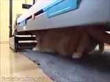 گربه تردمیل بازی میکنه