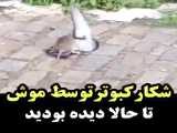 شکار عجیب کبوتر توسط موش