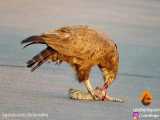 Snake Eagle Eats Alive Ripping Snake Apart As it Tries to Escape 1086p SUPER HD