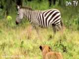 Hunter Becomes The Hunte-Mother Zebra Too Brave Save Her Newborn From Lions HD
