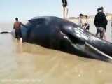 پیدا شدن جسد یه نهنگ ۱۸ متری در ساحل