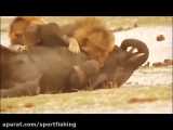 جنگ شیر و پلنگ و زرافه و گورخر و فیل و کفتار در حیات وحش افریقا