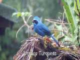پرندگان زیبایی از اکوادور با صدای طبیعی شان