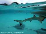 کوسه ماهیان بلک تیپ | Blacktip Sharks