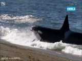 نهنگ قاتل   خطرناک ترین موجود دریا