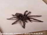 نقاشی تغریبا سه بعدی من از عنکبوت (رتیل)