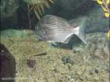 ماهی شانک خط‌طلایی: Rhabdosargus sarba