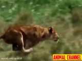 شکار شیر: بهترین شکارهای سلطان جنگل
