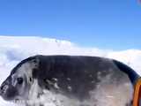 اولین شنای نوزاد فوک در میان یخ های قطبی