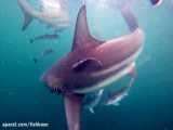 کوسه باله‌سیاه کوچک: Carcharhinus limbatus