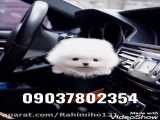 فروش سگ آپارتمانی عروسکی پاکوتاه خانگی لطفا داخل واتساپ پیام دهید  09037802354