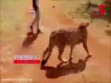 استفاده از یوزپلنگ برای جذب گردشگر در پارک ملی آفریقا