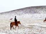 رام کردن اسب به سبک مغولی