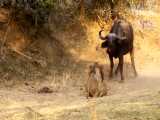 حیات وحش، کشته شدن شیر با شاخ های قدرتمند بوفالو
