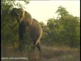 فیل غول پیکر  در جاده