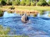 شنا کردن فیل غول پیکر