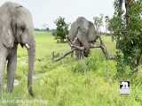 خوردن تنه درخت توسط فیل